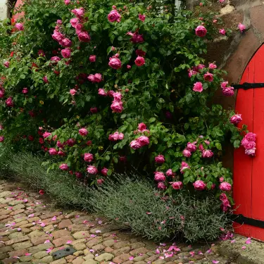 En gammel romance - Alt du skal vide om gammeldags roser